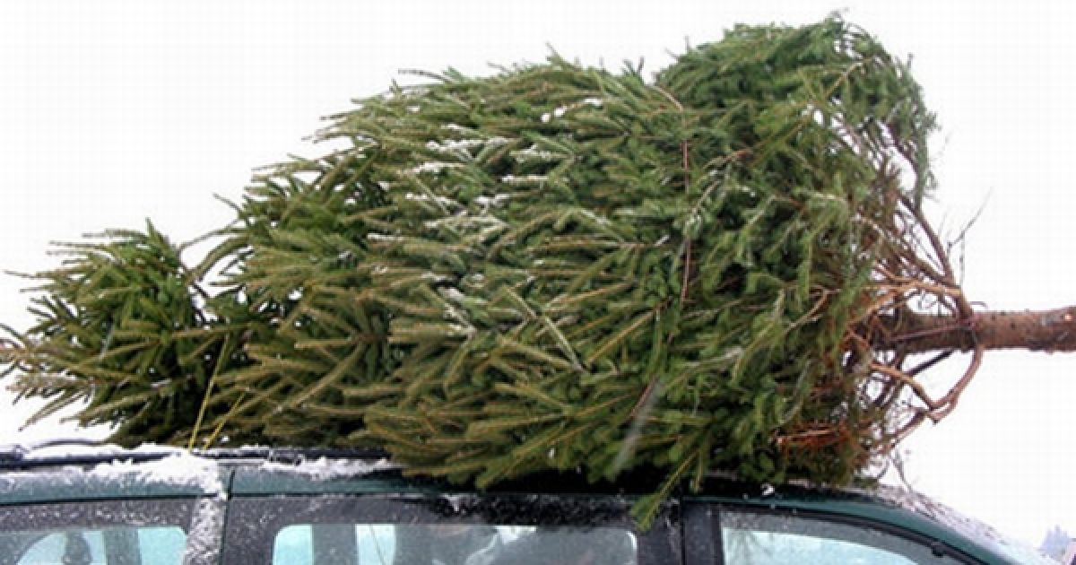 За продаж нелегальних ялинок можна загриміти до в'язниці