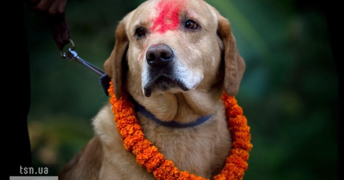 За агресію собак доведеться дорого платити