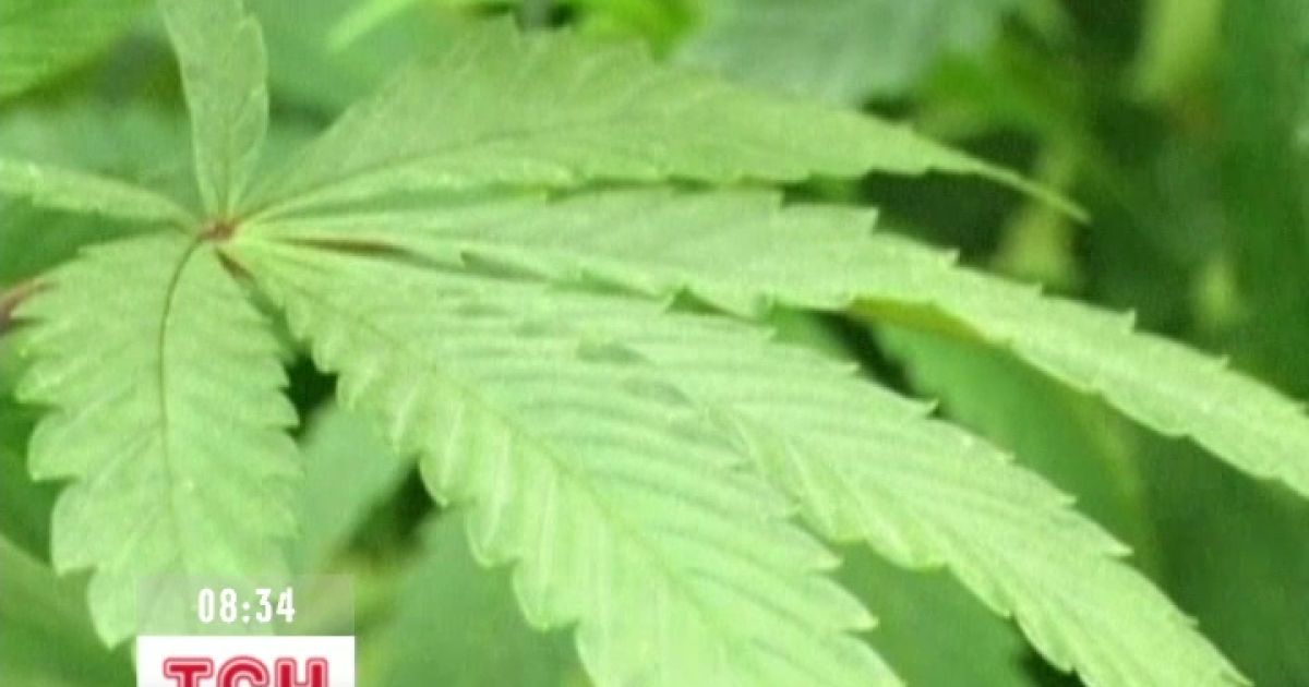 У Вашингтоні і Колорадо можна мати при собі до 28 грамів марихуани