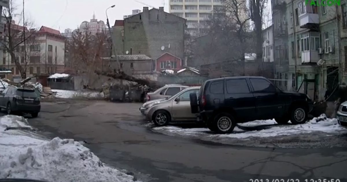 Жінку ледь не вбило величезне дерево
