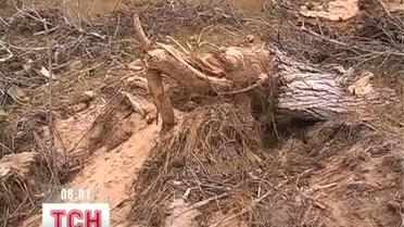 Бизнесмен незаконно вырубил 10 га леса в Запорожье