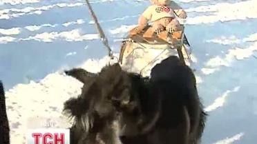 В Ивано-Франковске устроили собачьи бега