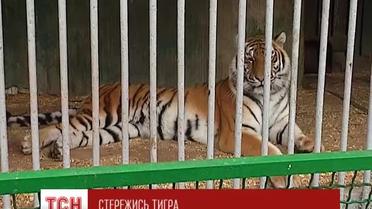 В Одесском зоопарке амурская тигрица поцарапала посетителя