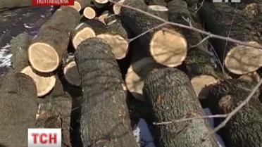 Бдительность крестьян спасла лес на Полтавщине
