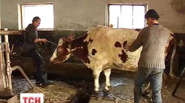 На Прикарпатье случайно обнаружили бешеную корову