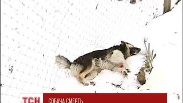 В Киеве "догхантеры" массово травят собак