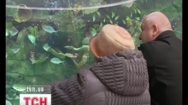 Из киевского ТРЦ исчезла многострадальная акула
