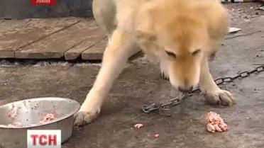 Во Львове ищут хозяев для двухлетней собаки Нади