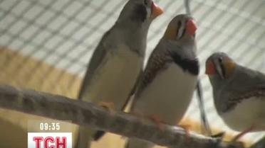 Вчені з Данії розкрили таємницю зябликових трелей