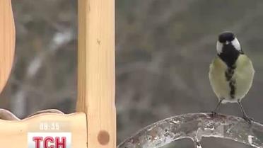 В Тернополе открыли ресторан для птиц