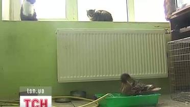В Киевском зоопарке завелись животные-"нелегалы"