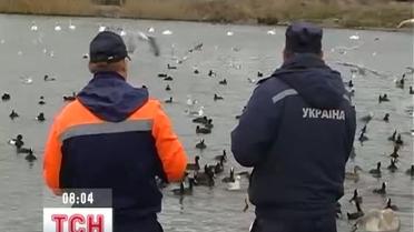 В Севастополе людей призывают спасать белых лебедей