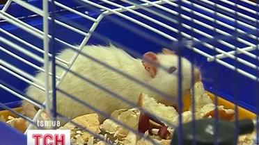 Прикарпатские студенты опубликовали результаты своего эксперимента над крысами