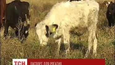 Теперь коров и овец обяжут иметь паспорт