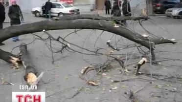 В Днепропетровске огромное дерево упало на двух прохожих