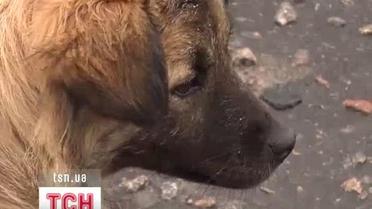 В Полтаве ищут собаку-маньяка, которая за день покусала 35 человек