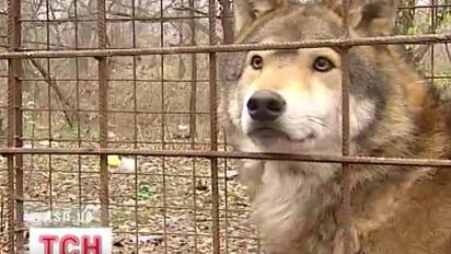 Заможні кияни тримають вовків та ведмедів, як домашніх улюбленців