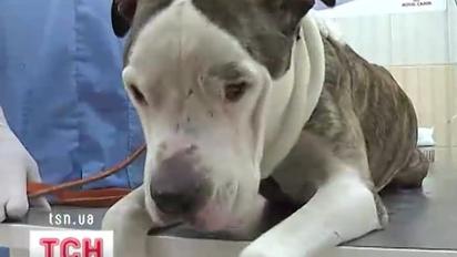 У Харкові врятували собаку, який три дні на морозі шукав хазяїна