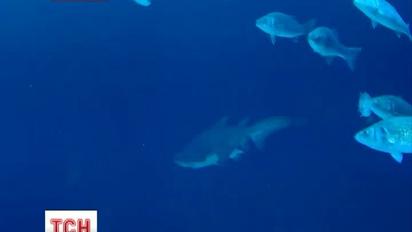 Багатостраждальну акулу з київського ТРЦ віддали німцям