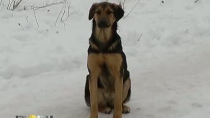 Як чиновники заробляють на сиротах