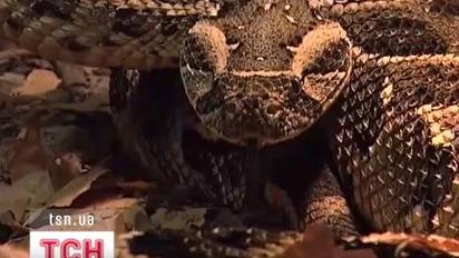 У Черкаському зоопарку народилося 72-оє дитинчат африканської гримучої змія