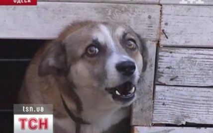 В Одесі через сказ поголовно щеплюють домашніх котів і собак