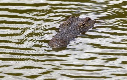 Крокодил заставил австралийца три дня сидеть на острове
