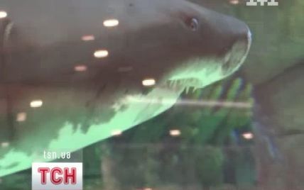 Скандал із київською акулою може завершитися вже сьогодні