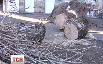 У Києві ЖЕК байдужо відхрещується від падаючих дерев