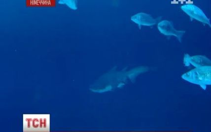 Німці дали українській акулі Біг Джон нове ім'я через асоціації з порнофільмом