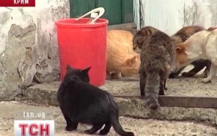 В Крыму гуманитарку из Нидерландов держат под замком с котами