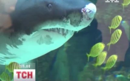 У київському ТРЦ запевняють, що акула отримала криваві рани при перевезенні