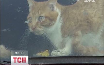 Киянка вимушена утримувати 34 котів у маленькому "жіночому" авто