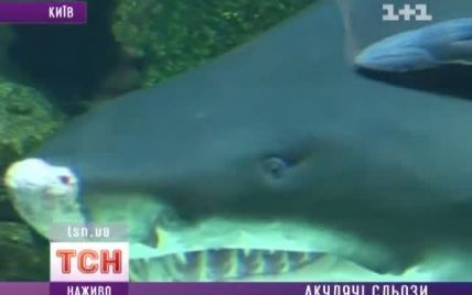 Акула в акваріумі київського ТРЦ спливла з дна