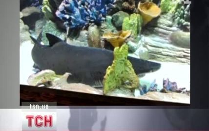 Замість багатостраждальної акули до київського ТРЦ привезуть нового смертника
