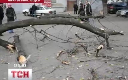 Клен, що причавив двох жінок, навмисне довели до аварійного стану задля парковки
