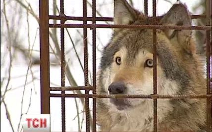Зі згорілого в Києві кафе вкрали вовка