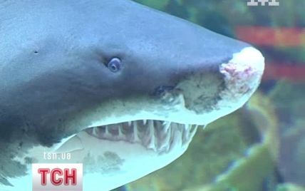 Акула з київського ТЦ їсть форель та лікується, а ніс розбила через митників та глядачів