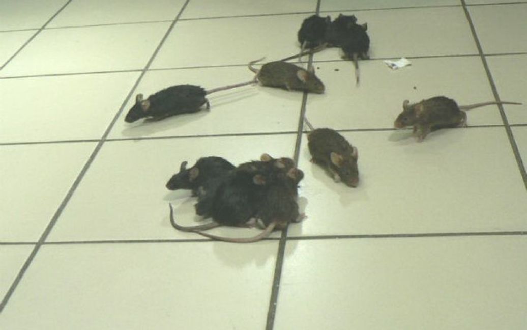 Активисты принесли в магазин во Львове 46 живых мышей. Количество грызунов совпадает с первыми цифрами штрих-кодов товаров России / © portal.lviv.ua