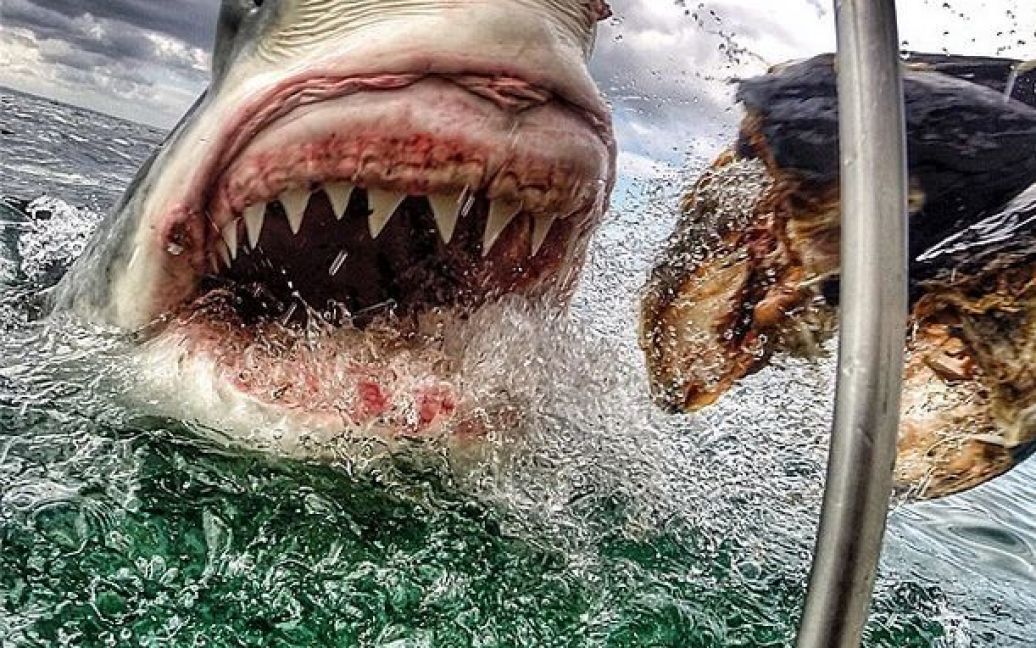 Акула охотилась рядом с вчитлелькою / © instagram.com/ab_roo