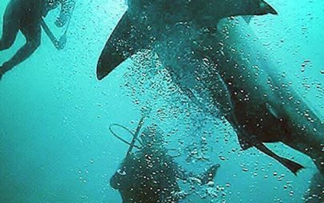 Акула охотилась рядом с вчитлелькою / © instagram.com/ab_roo