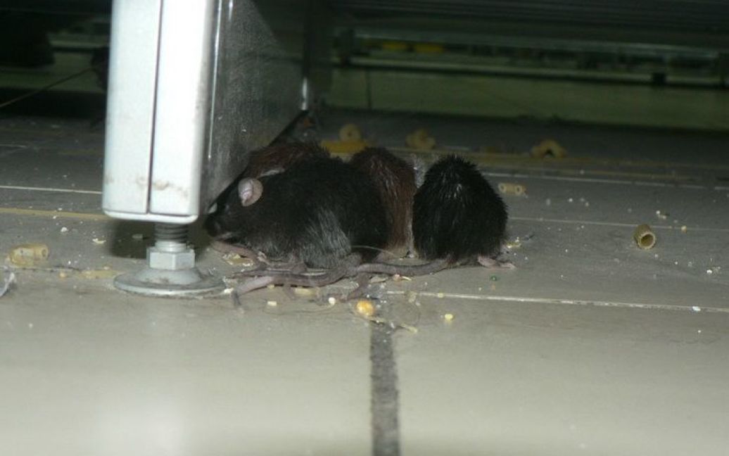 Активисты принесли в магазин во Львове 46 живых мышей. Количество грызунов совпадает с первыми цифрами штрих-кодов товаров России / © portal.lviv.ua
