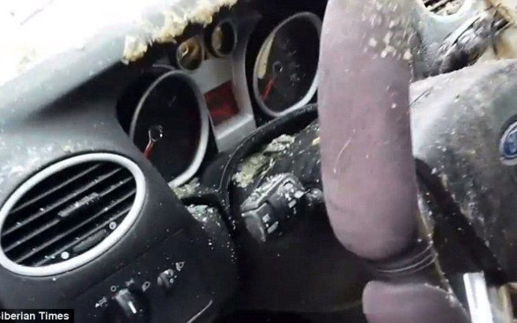 Медведь уничтожил авто когтями и клыками / © Siberian Times