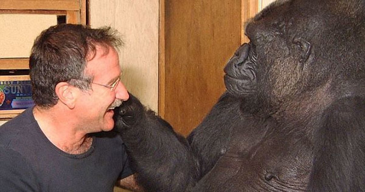 Горилла Коко очень расстроилась из-за смерти Уильямса