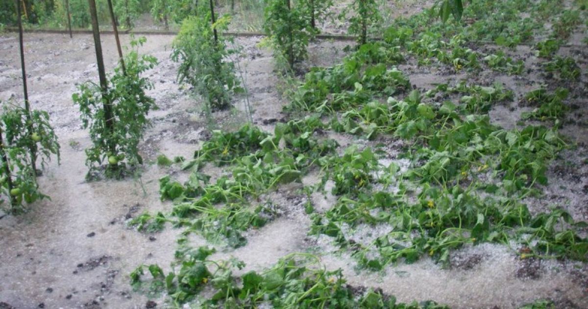 град побил овощи, помял автомобили.