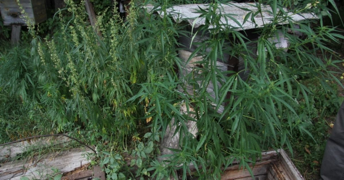 Ульи у крестьянина стояли прямо между кустами конопли высотой в человеческий рост