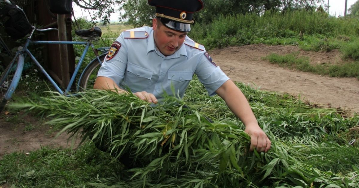 Ульи у крестьянина стояли прямо между кустами конопли высотой в человеческий рост