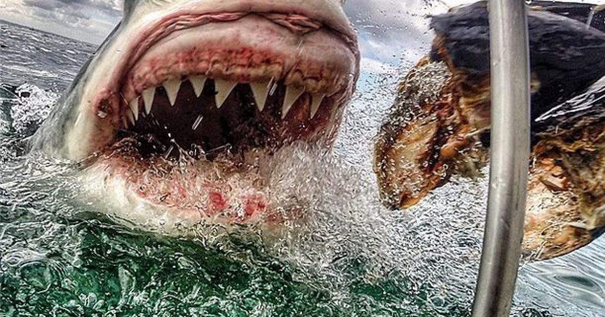 Акула охотилась рядом с вчитлелькою