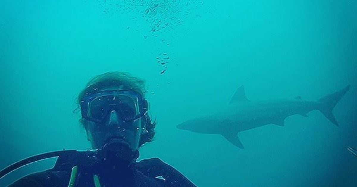 Акула охотилась рядом с вчитлелькою