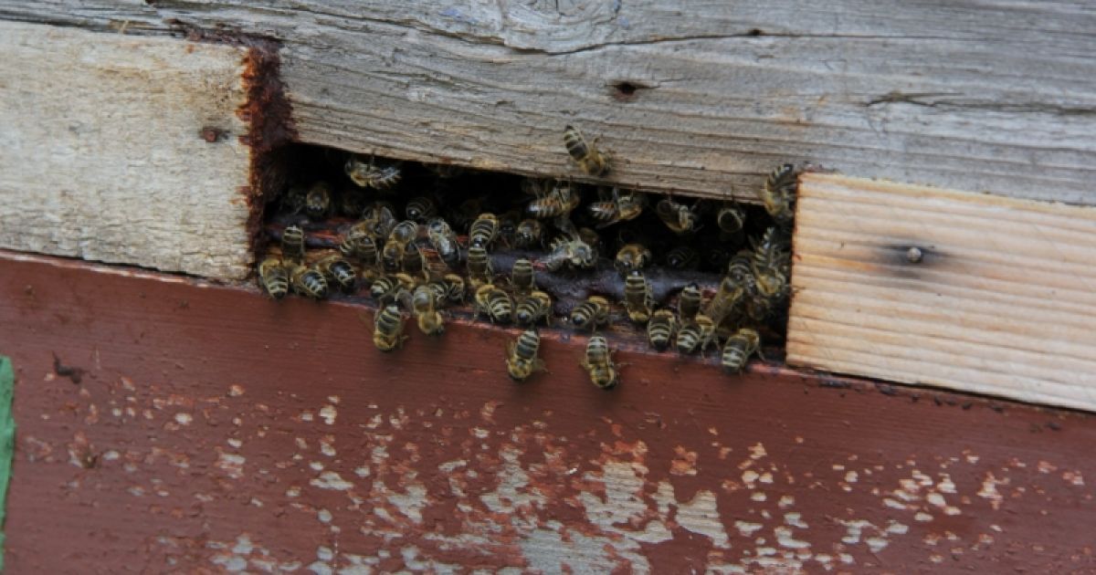 Ульи у крестьянина стояли прямо между кустами конопли высотой в человеческий рост